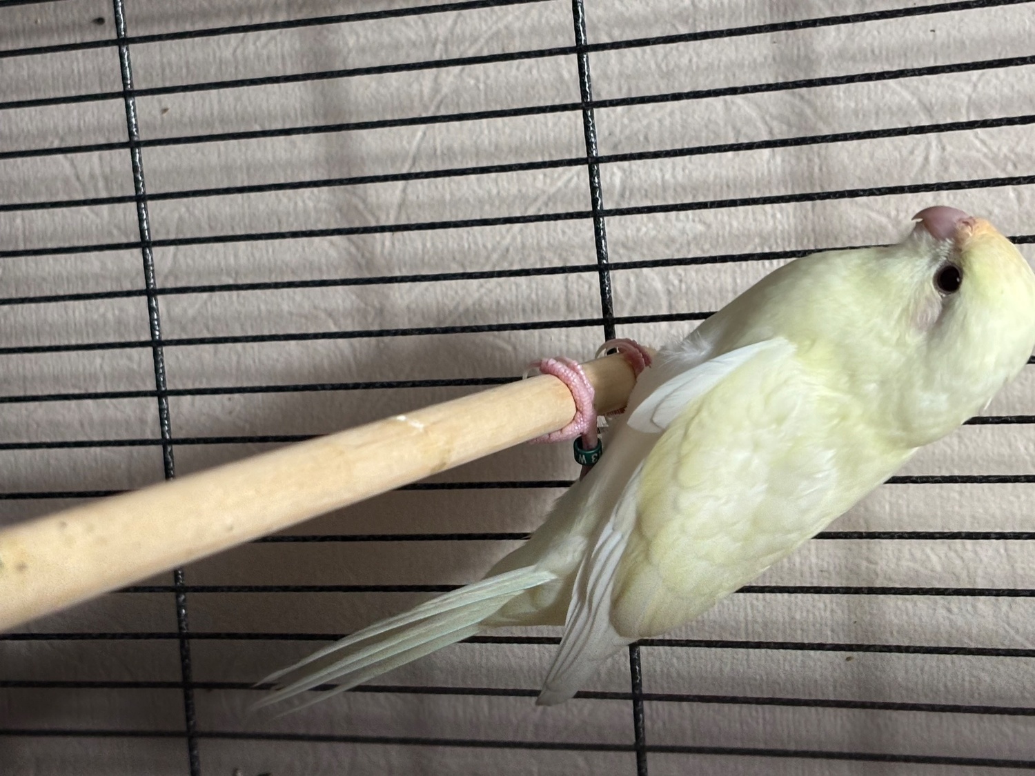 Parakeets