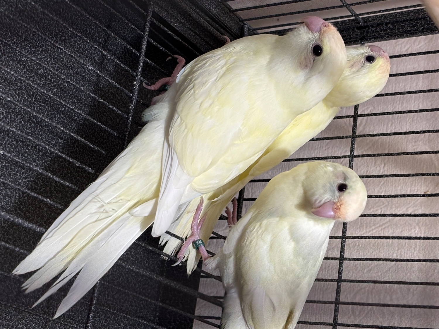Parakeets - {TYPE}