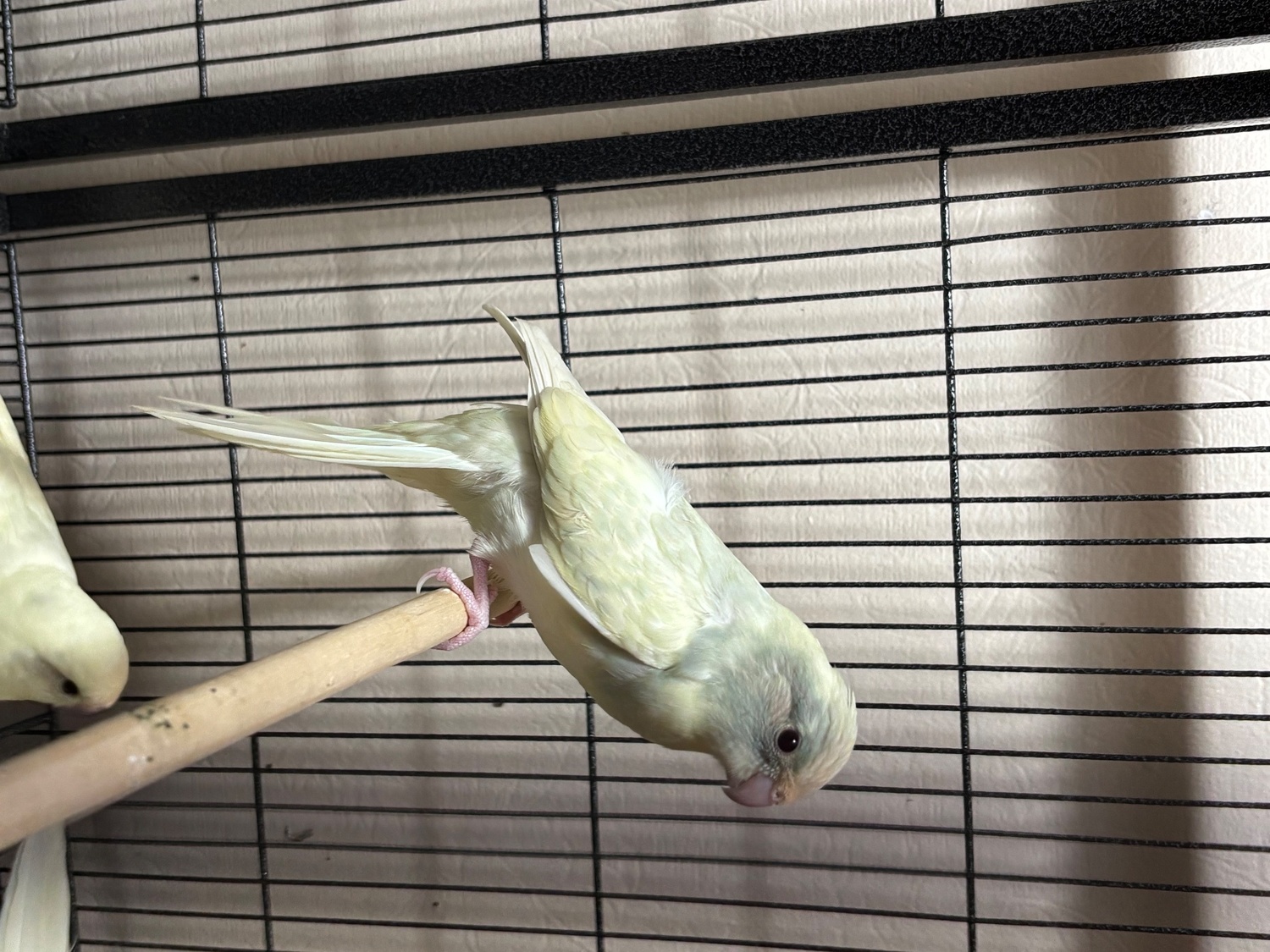 Kakariki parakeet ,  - Parakeets