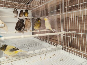 For sale: Gloster canaries 