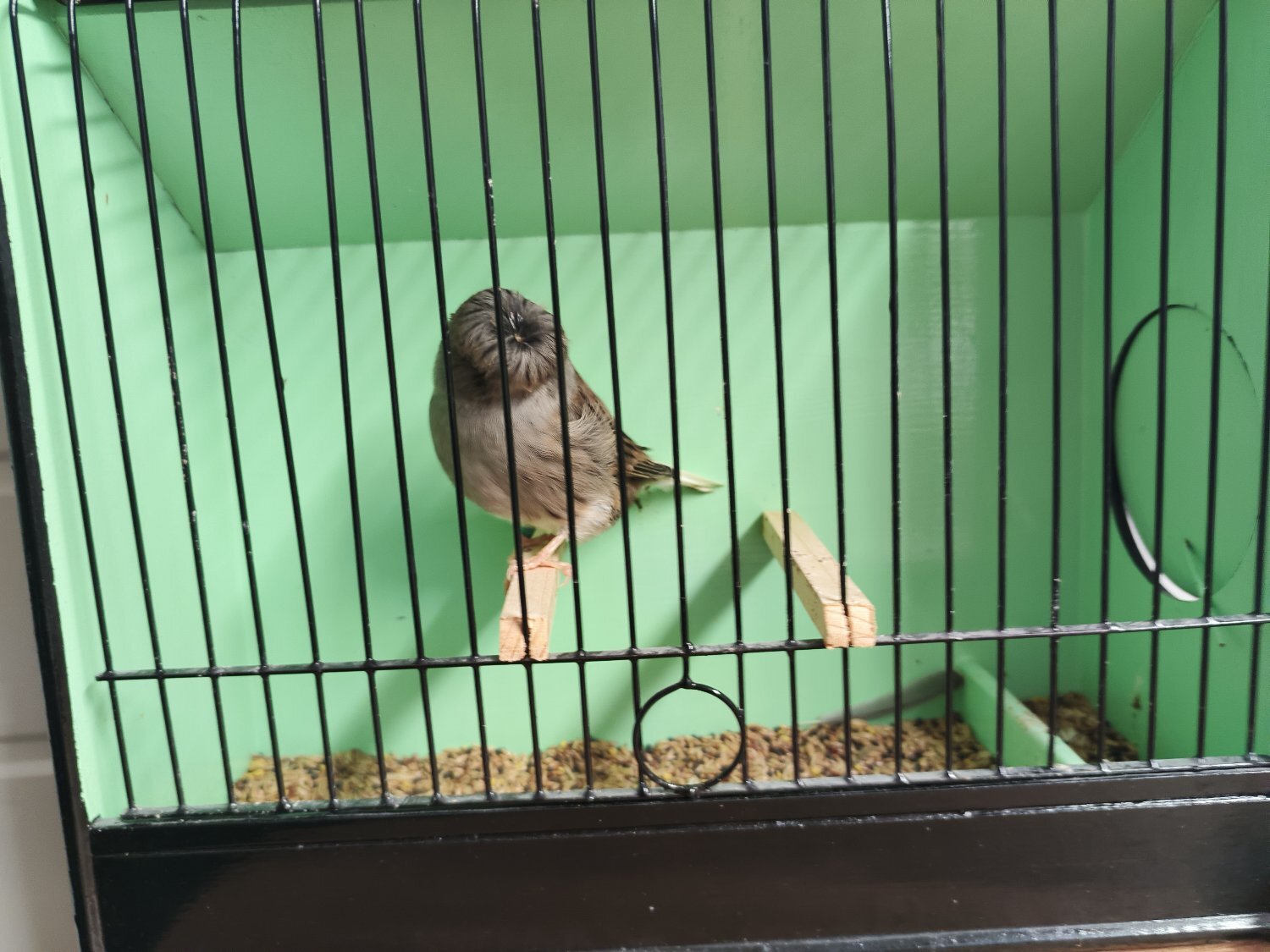Canaries