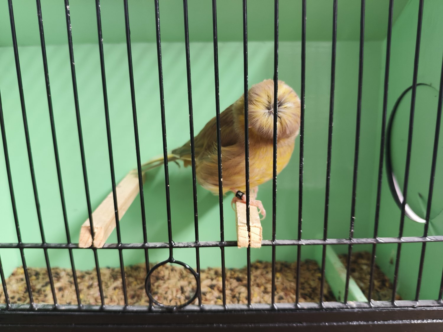 Canaries - {TYPE}