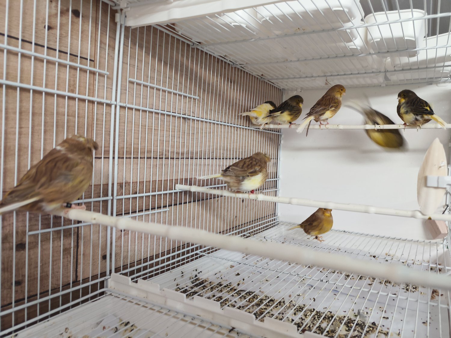 Canaries - For sale: Gloster canaries 