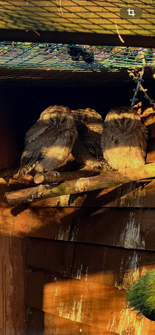 European scops owls & pair of pygmy owls