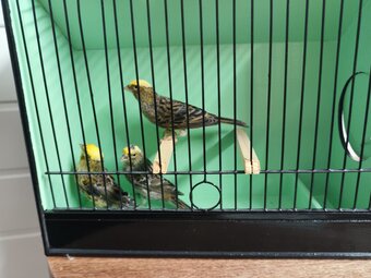 Lizard for sale 