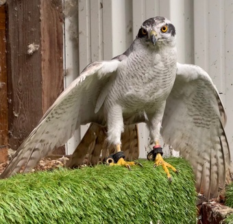 5/8th Albidus Goshawk, white, male, 10 year old parent reared, ready now.