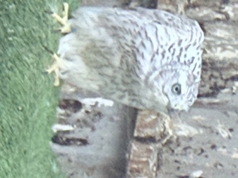 Pure Albidus Goshawk, white, male, parent reared, ready now.