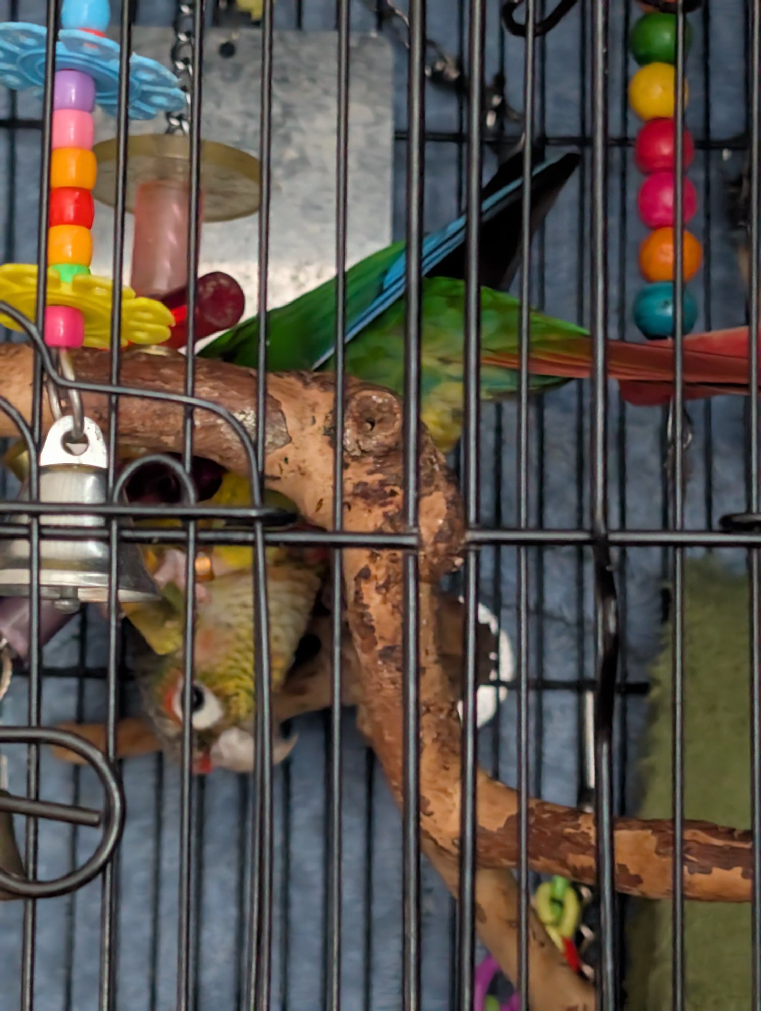 Conures