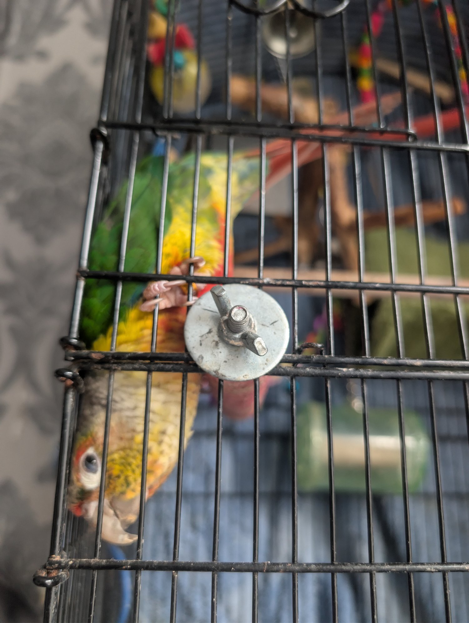 Conures - {TYPE}