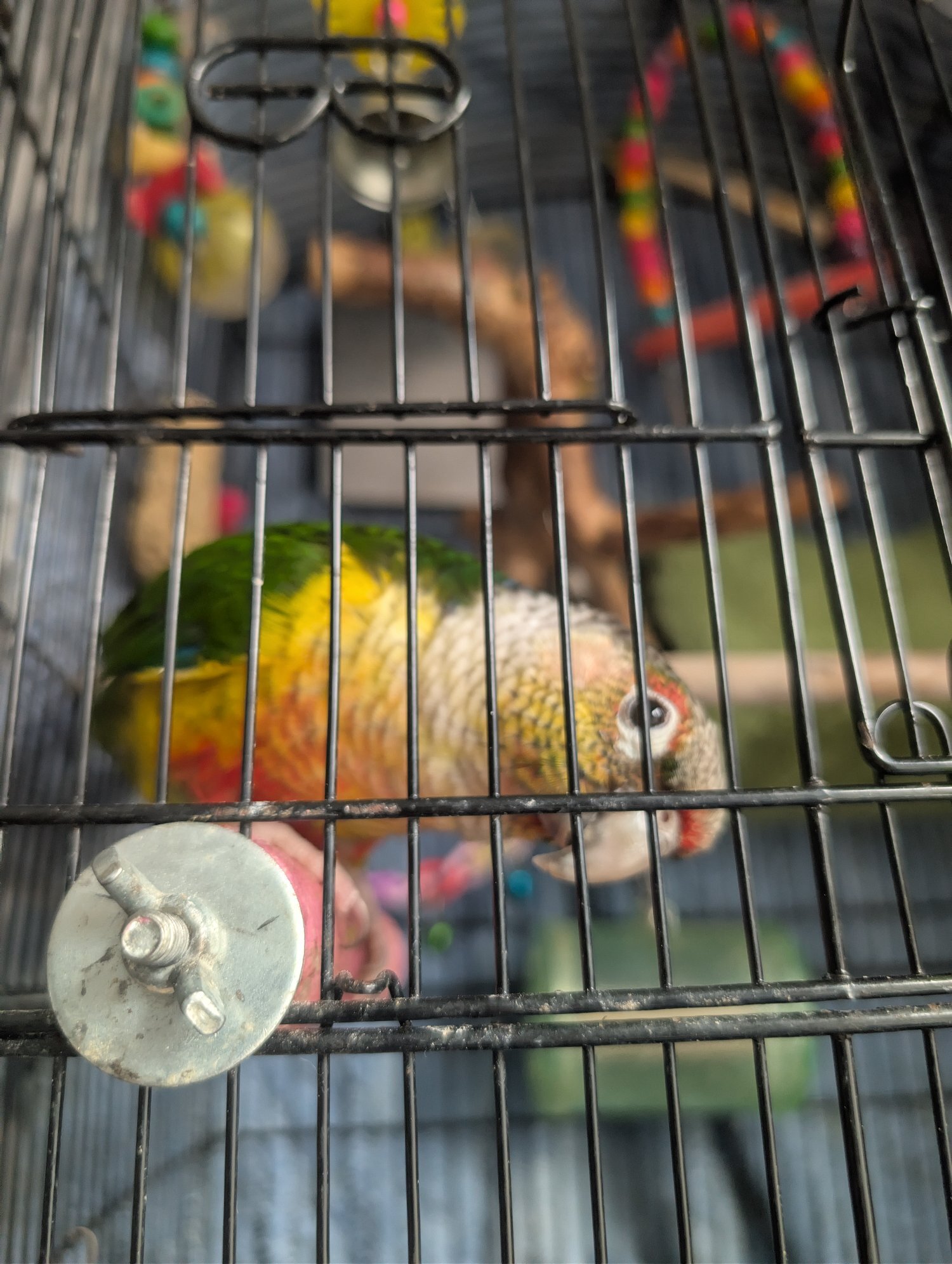Conures - 2 year old pineapple conure