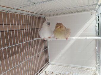 Norwich and Rasmi canary 