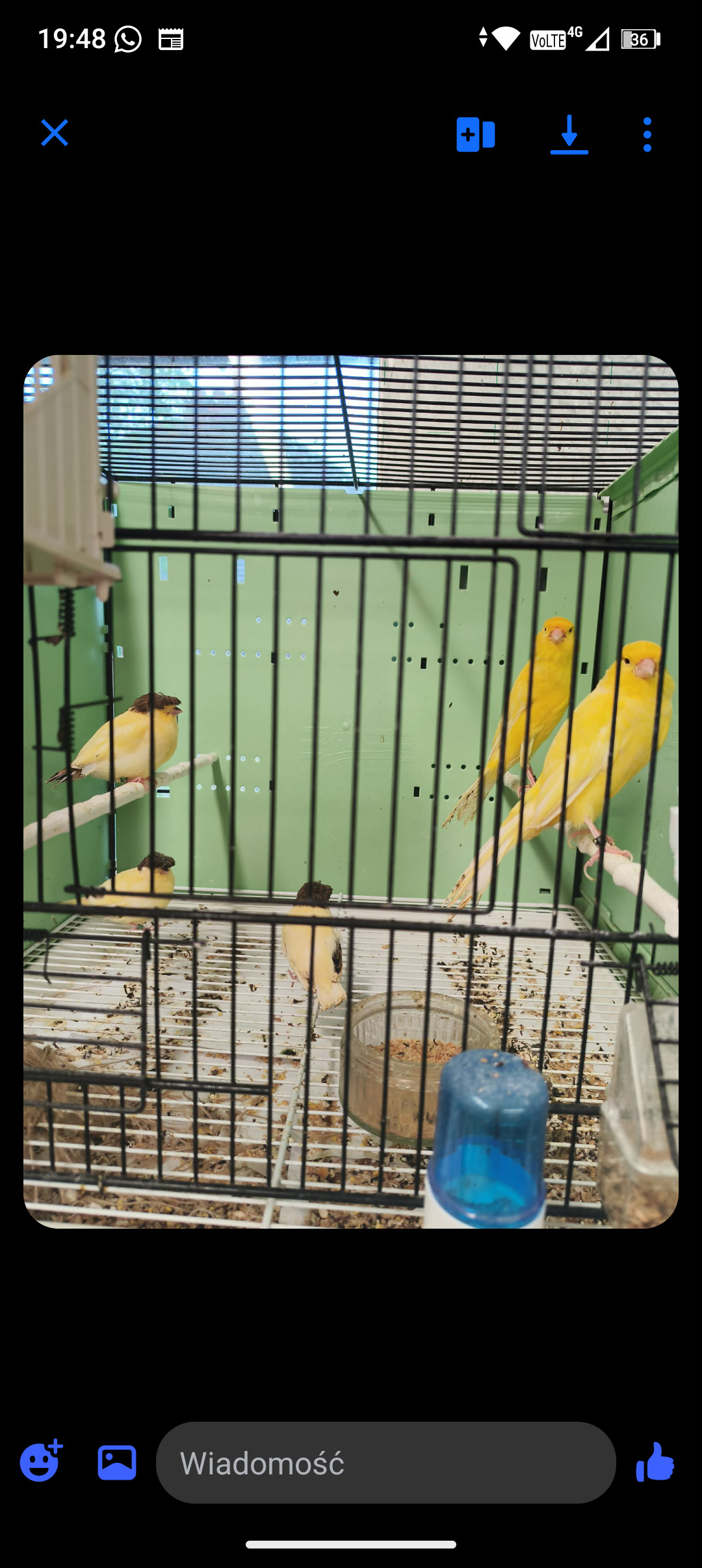 Canaries