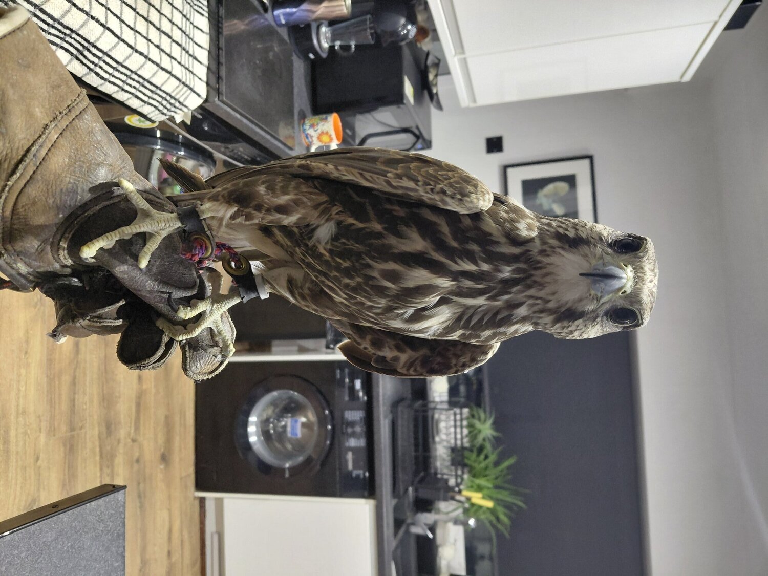 Male lugger falcon 1.4 yrs old in {LOCATION}