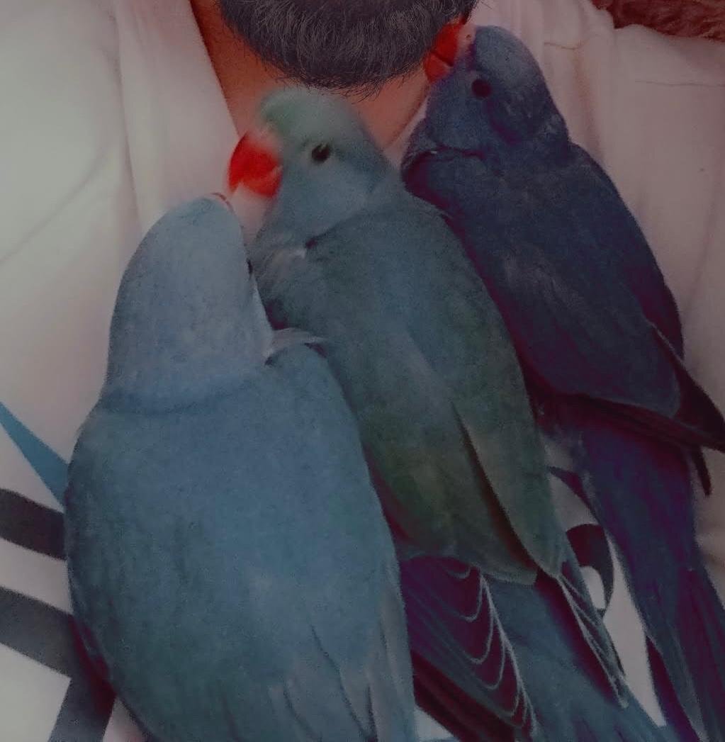 10 to 11 weeks old ringnecks  in {LOCATION}
