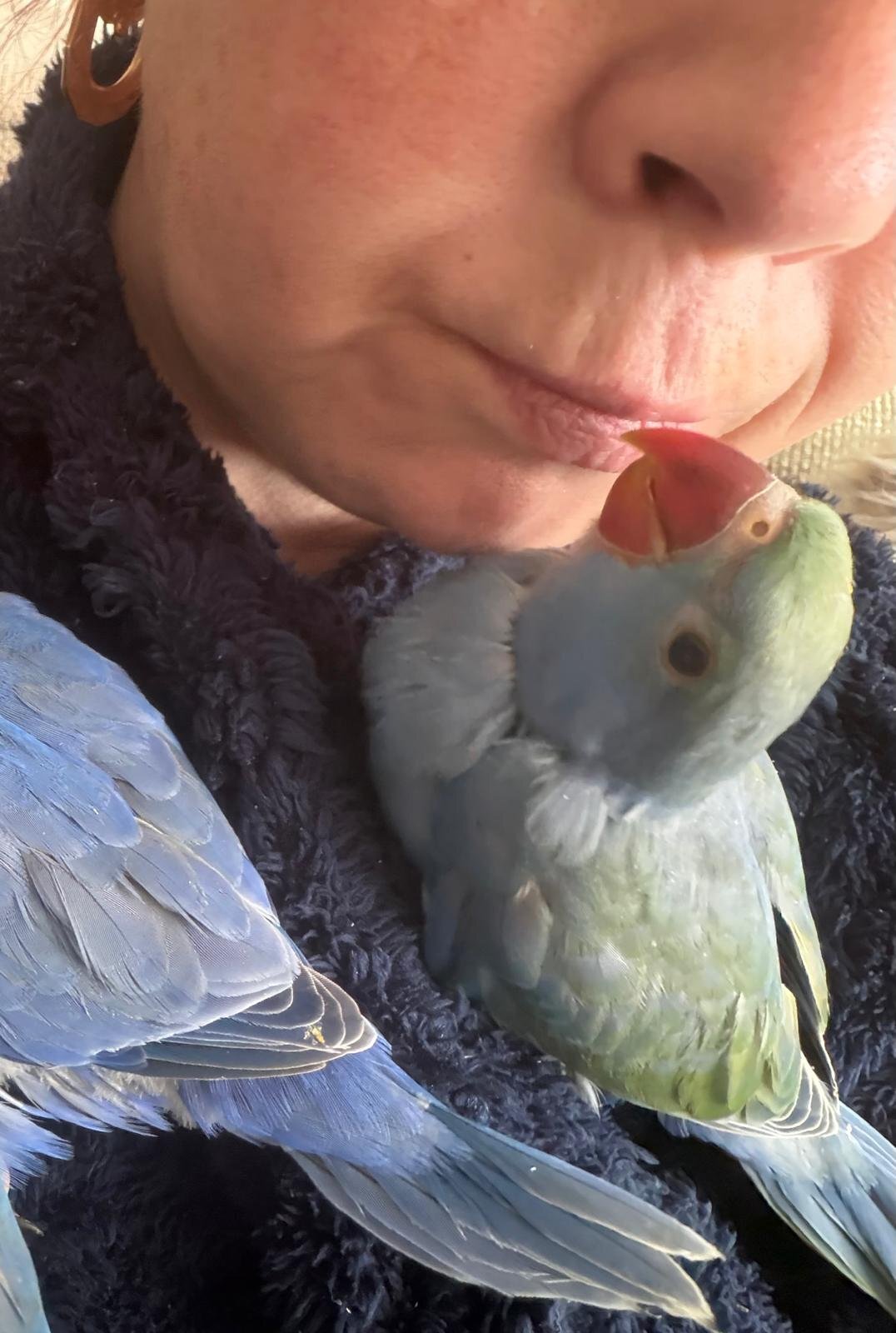 Other Parrots