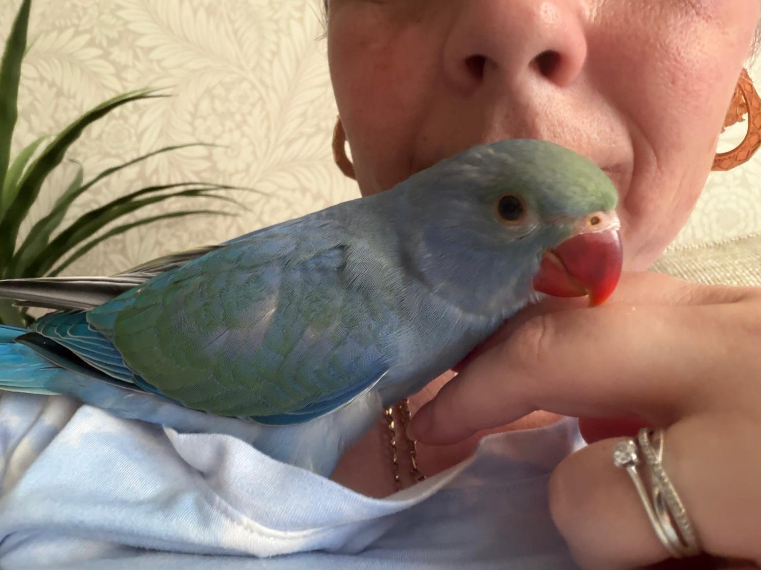 Other Parrots - {TYPE}