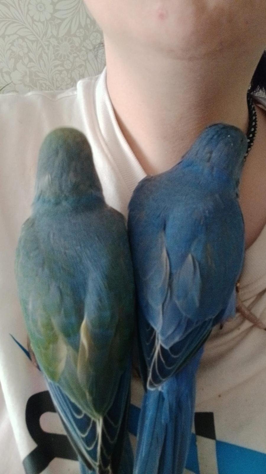 Other Parrots - 10 to 11 weeks old ringnecks 