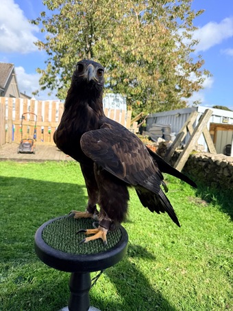Male golden eagle 