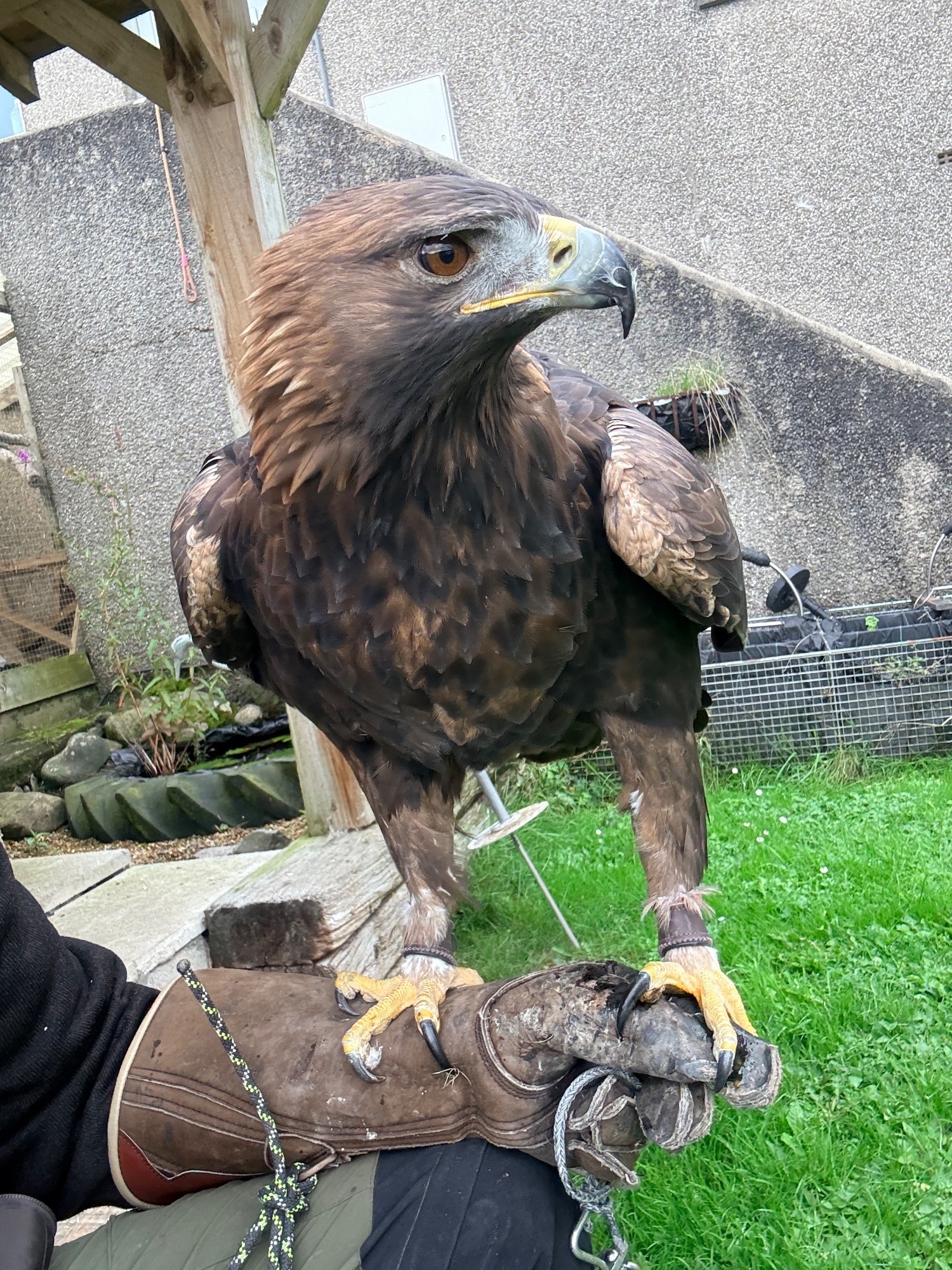 Eagles