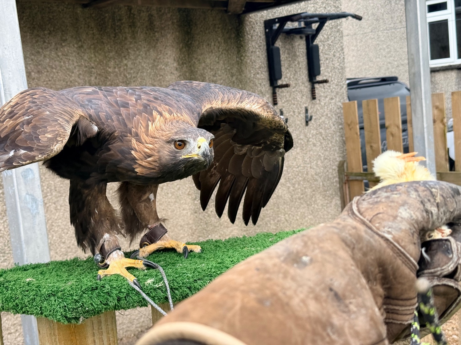 Eagles - {TYPE}