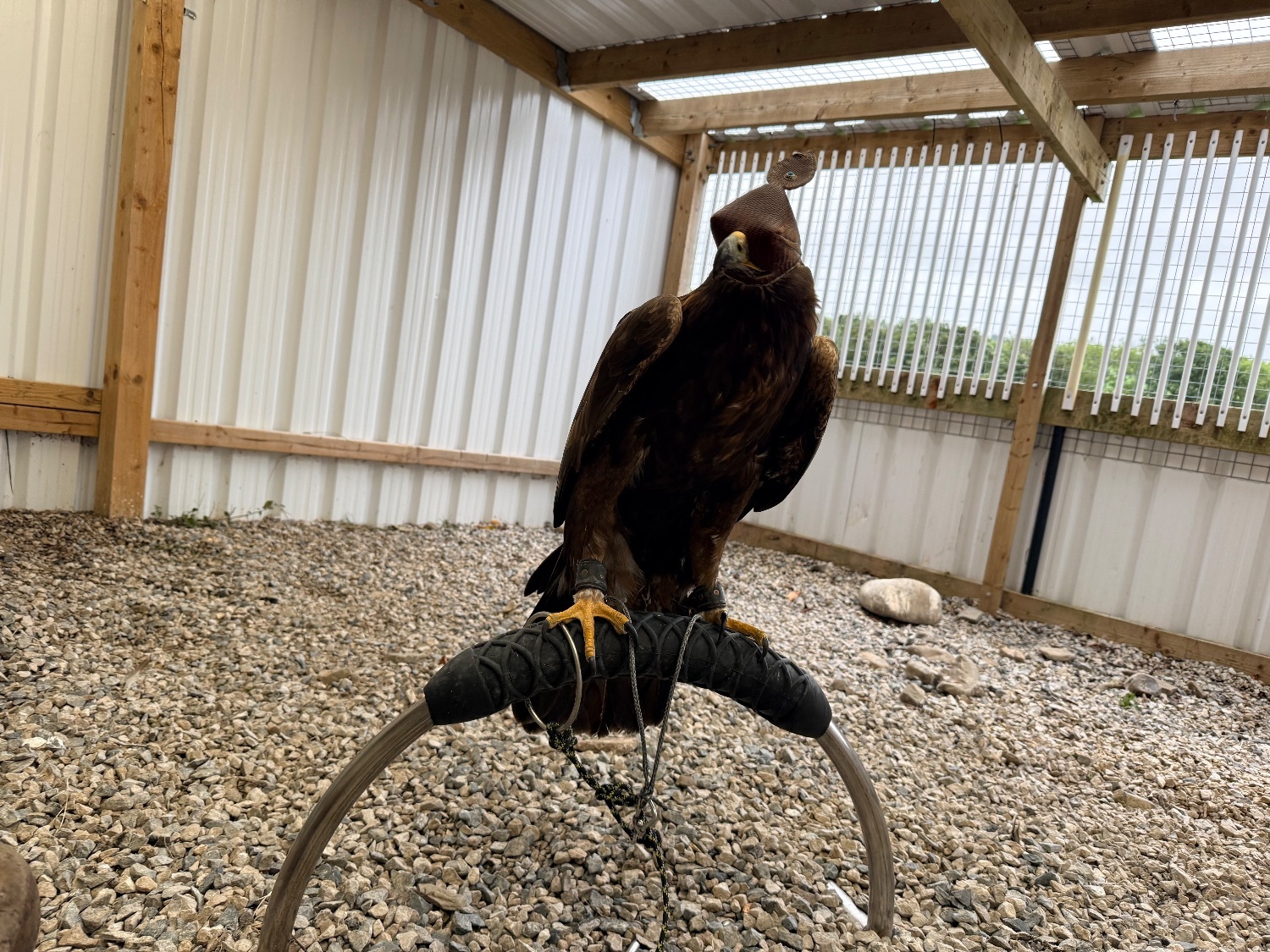 Eagles - Male golden eagle 