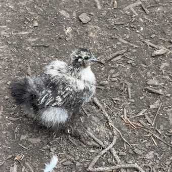 Silkie chicks mixed ages