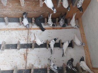 Pakistani Pigeons for sale