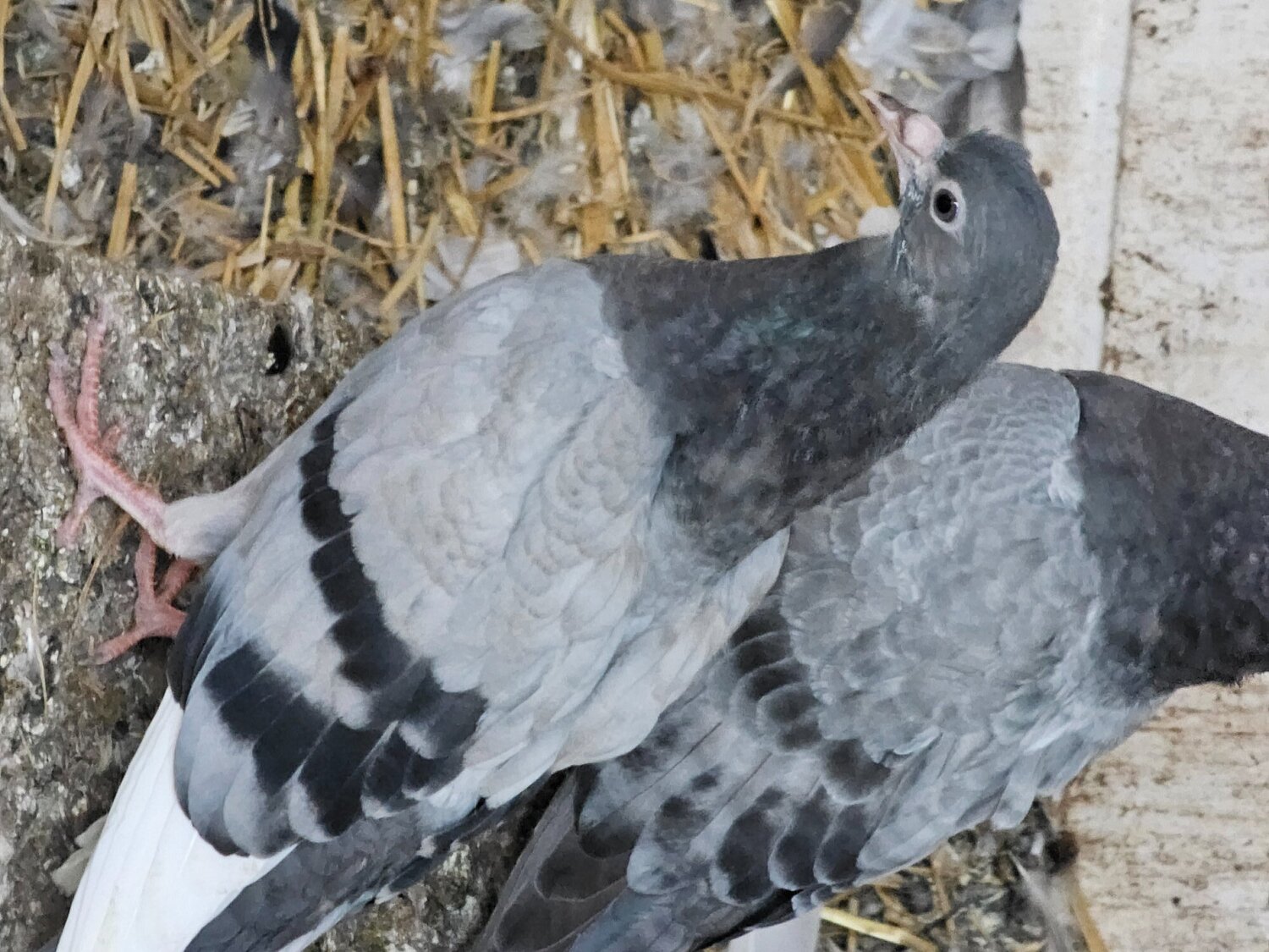 Pigeons
