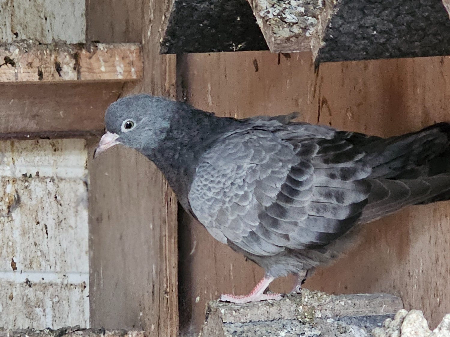 Pigeons - {TYPE}