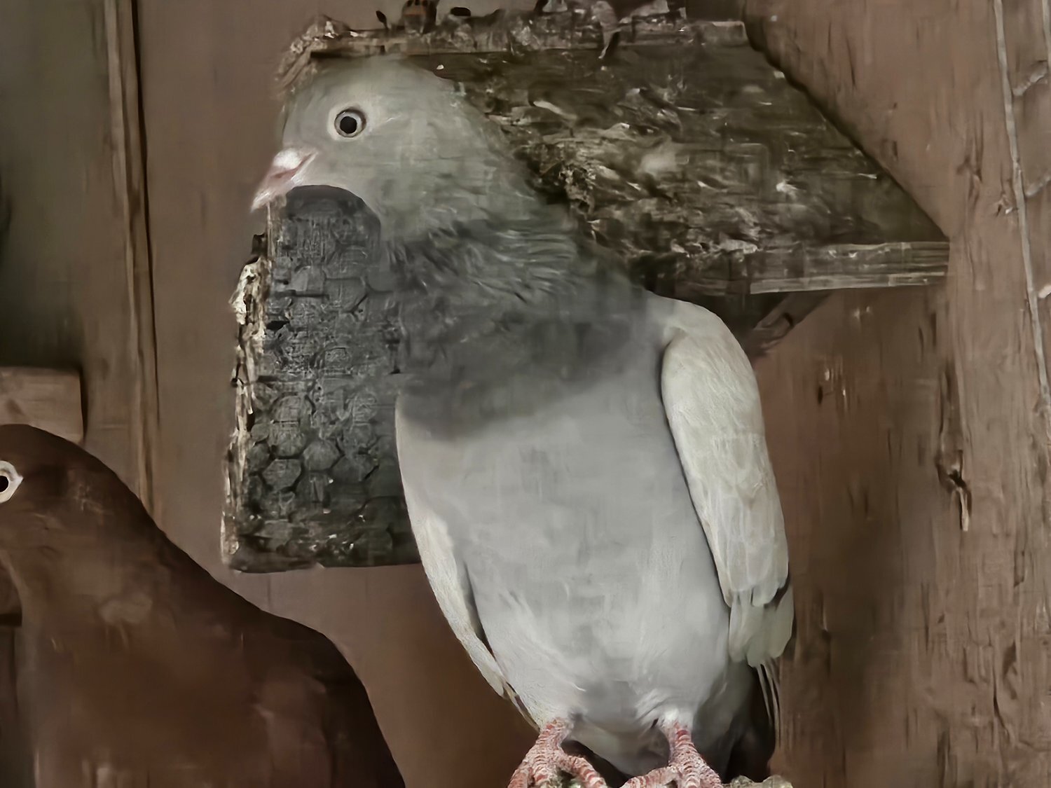 Pigeons - English tipplers high flyers 