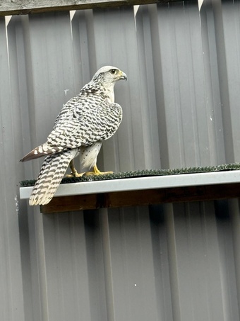 White 7/8 gyr x saker imprint 