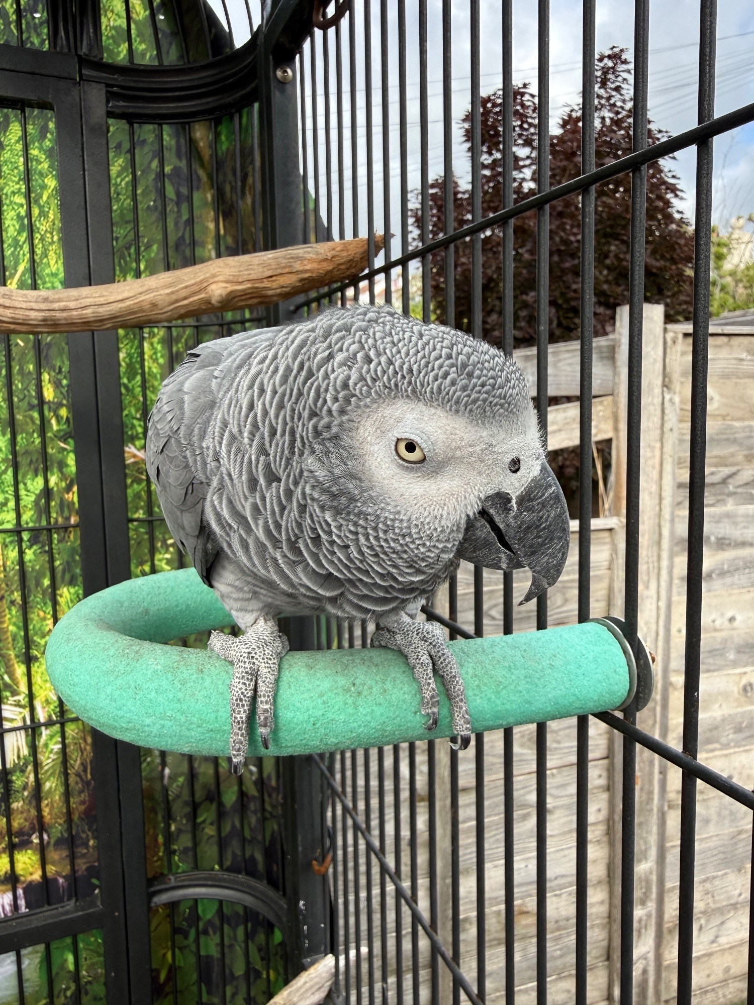 African Greys - Female gray and cage 