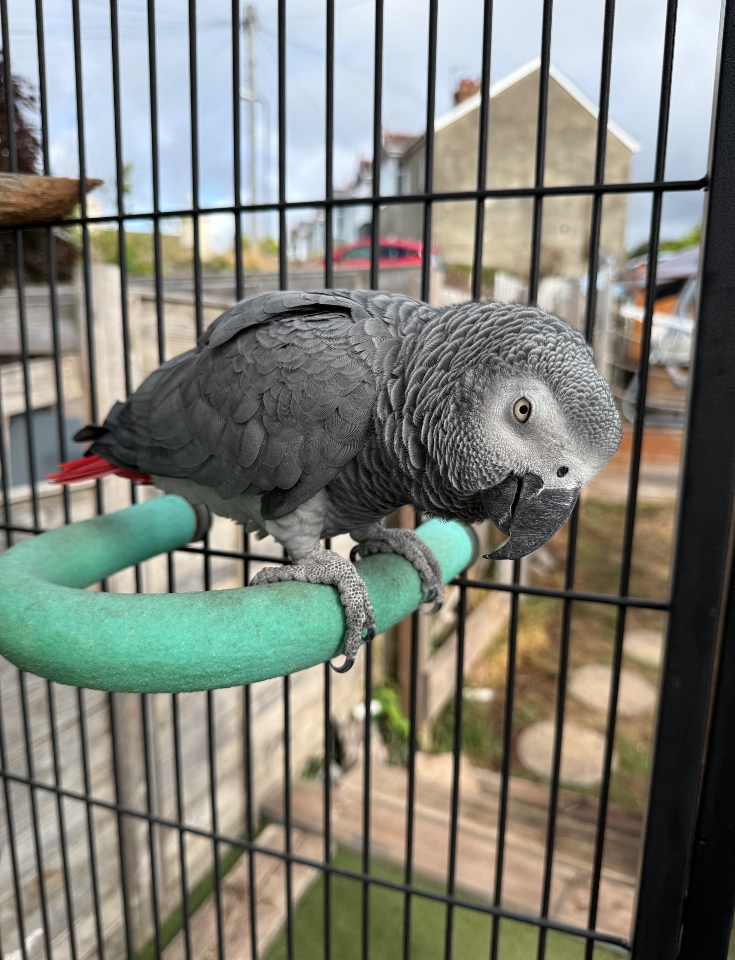 Female gray and cage  - African Greys