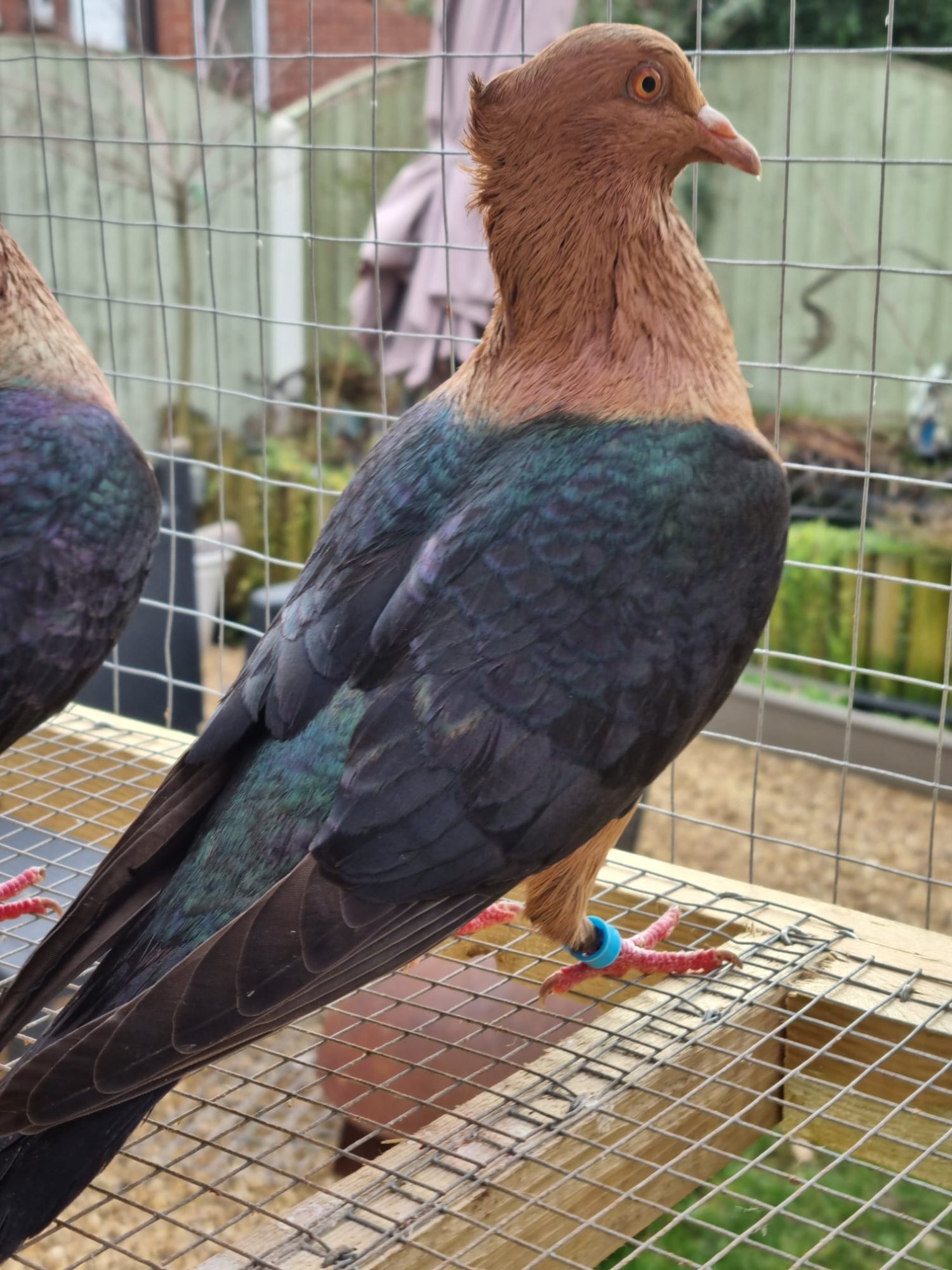 Pigeons