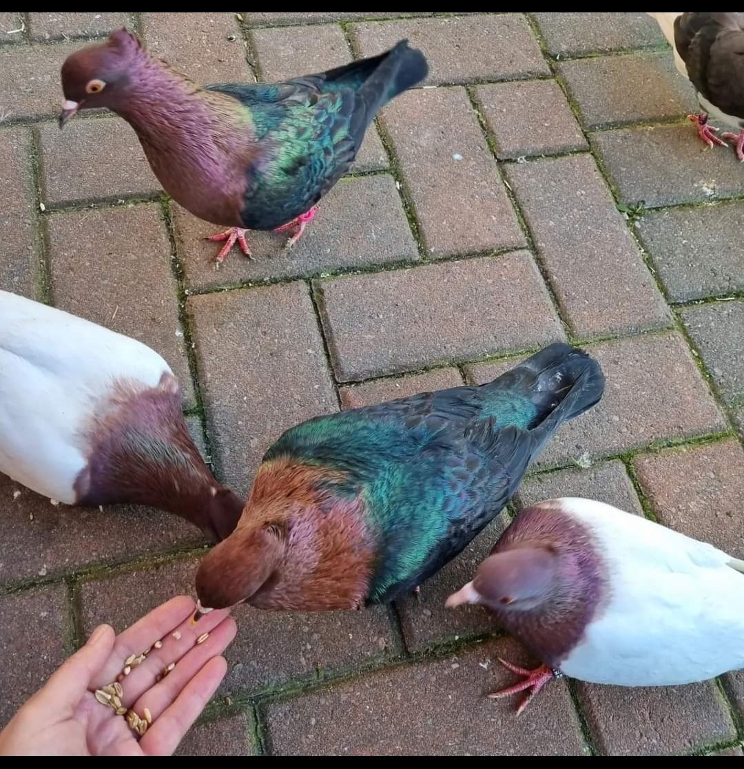 Pigeons - {TYPE}