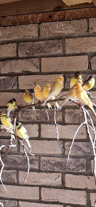 Outside bred canaries mix colours .males and hen