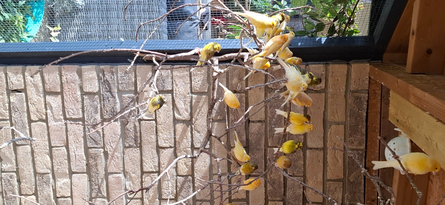 Canaries