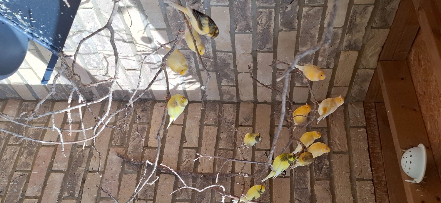 Canaries - {TYPE}