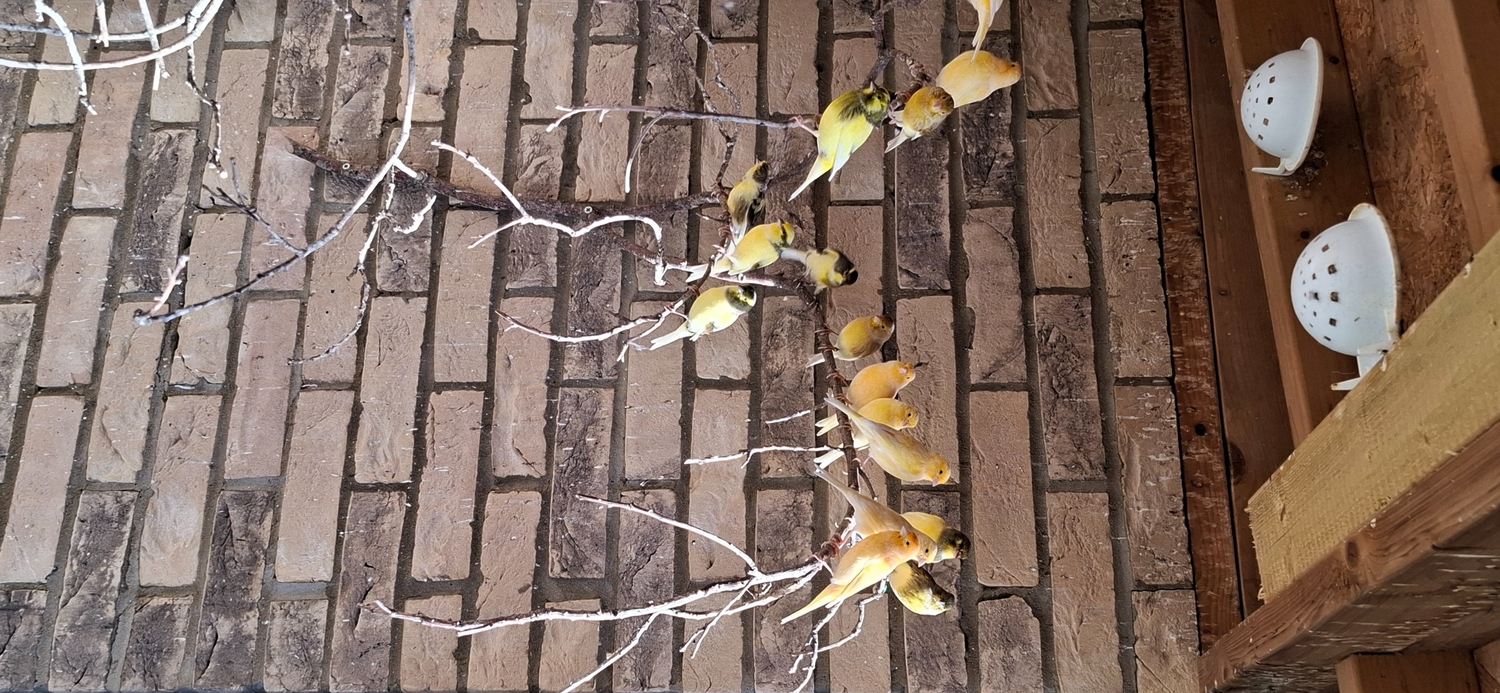 Canaries - Outside bred canaries mix colours .males and hen