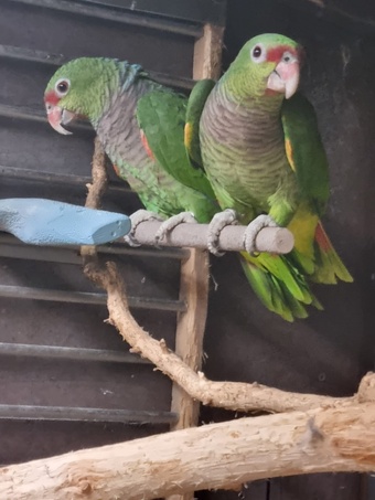 Amazon vinacea bonded 8 year old pair with cites papers close rung