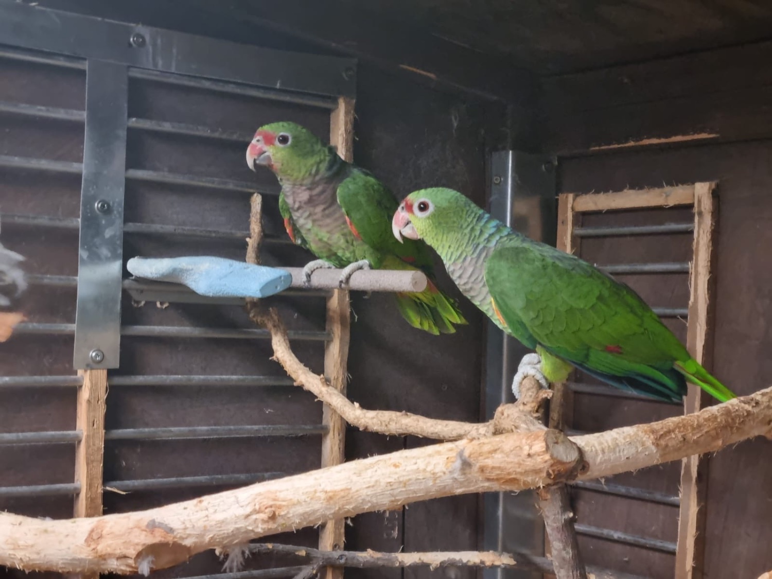 Amazons - Amazon vinacea bonded 8 year old pair with cites papers close rung