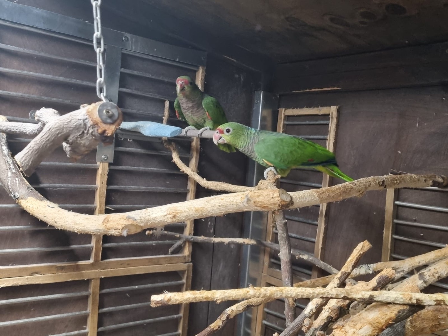 Amazon vinacea bonded 8 year old pair with cites papers close rung - Amazons