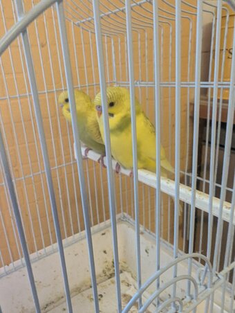 baby budgies yellow spangles