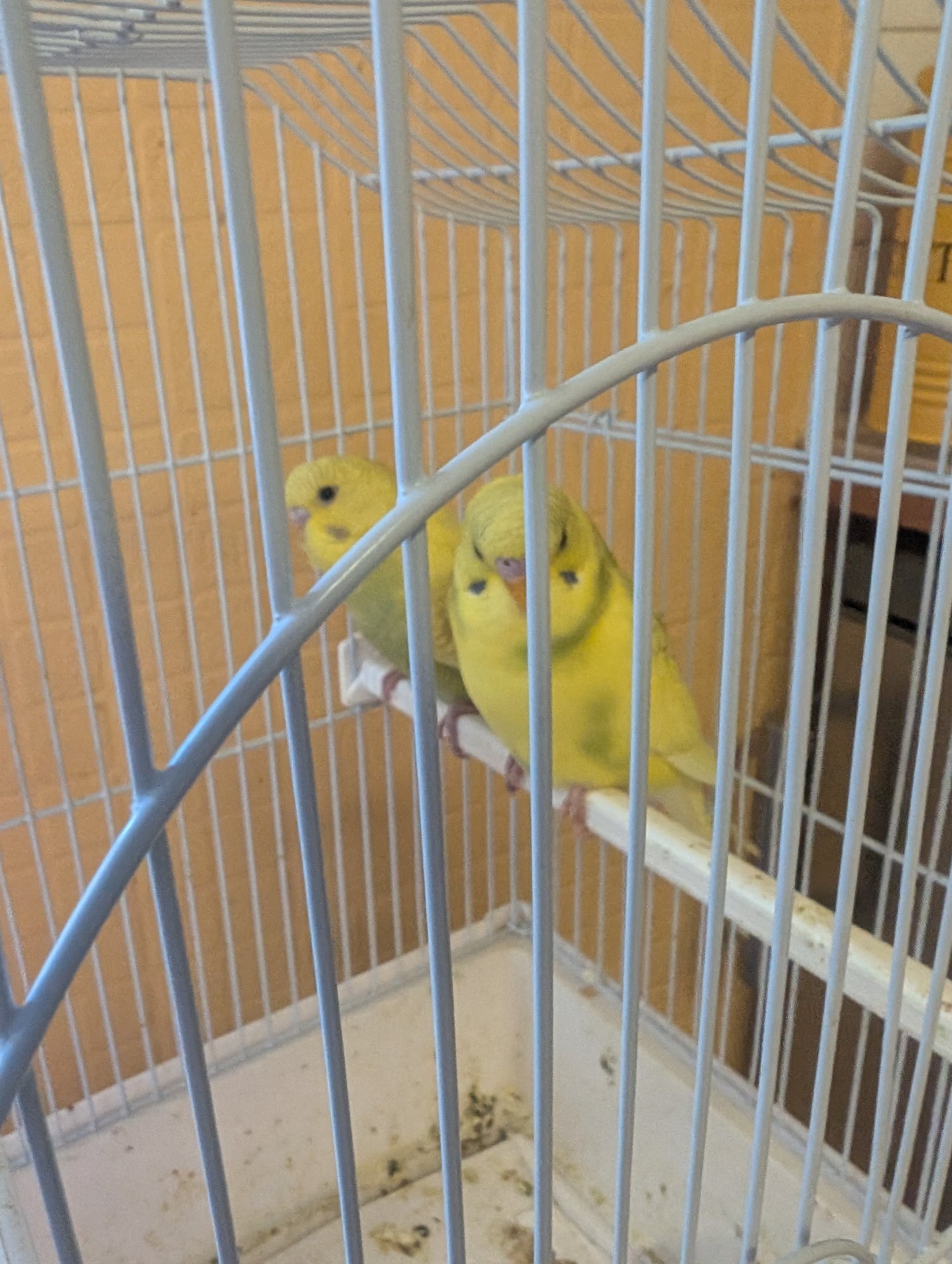 Budgerigars