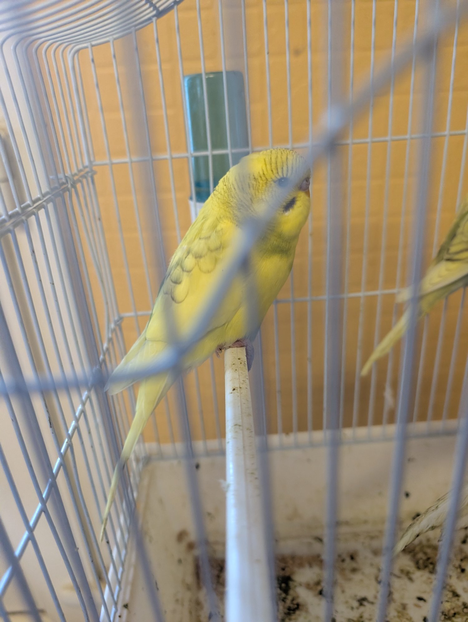 Budgerigars - {TYPE}