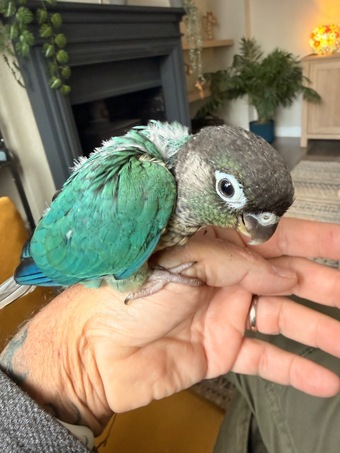 Hand reared baby Green cheek conures