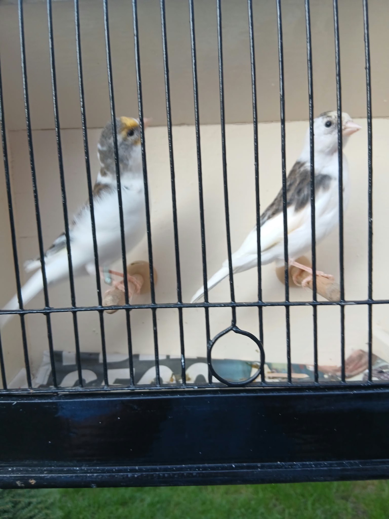 Finches