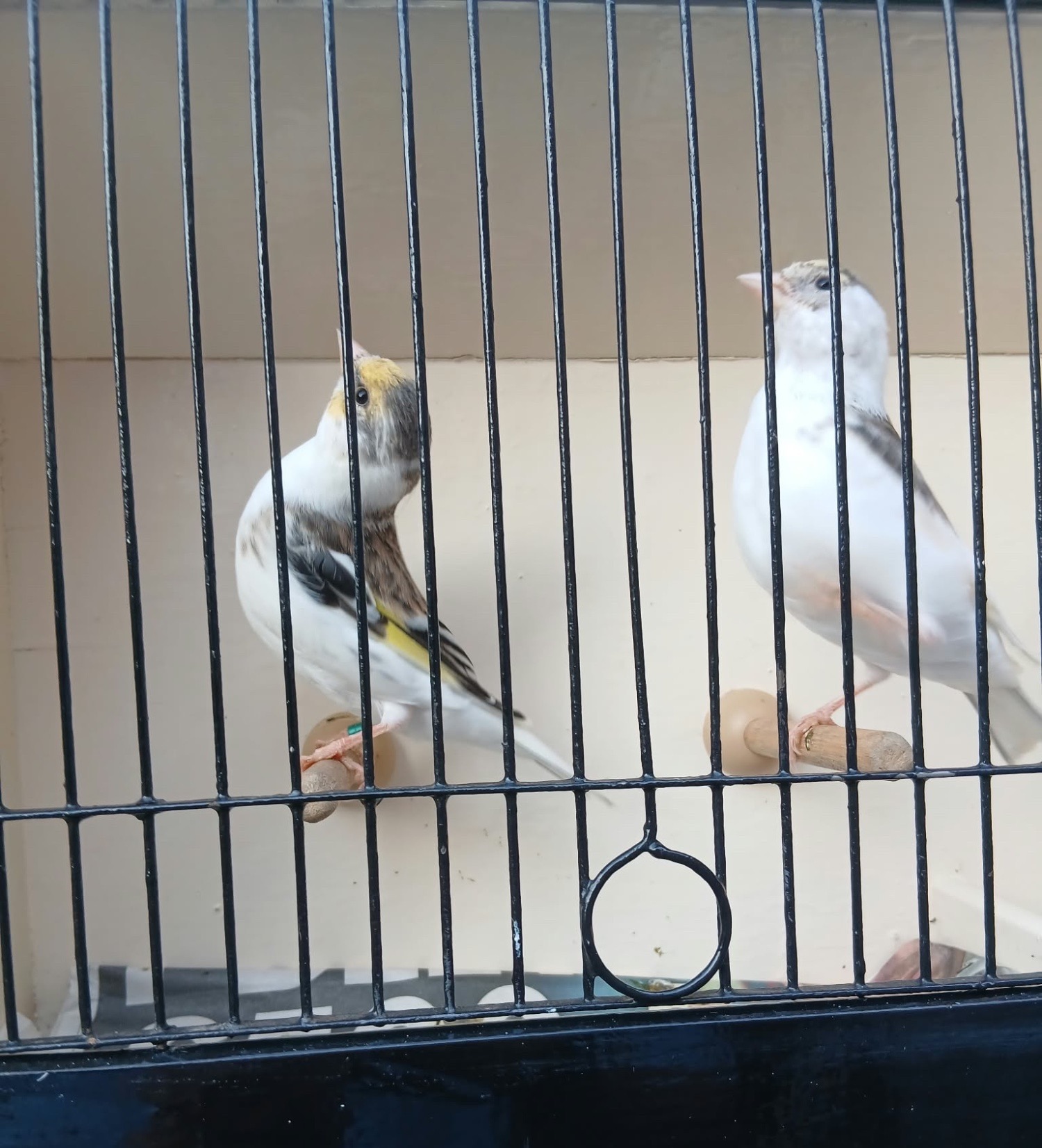 Finches - {TYPE}