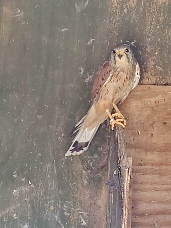 2015 Male Eurasian Kestrel 