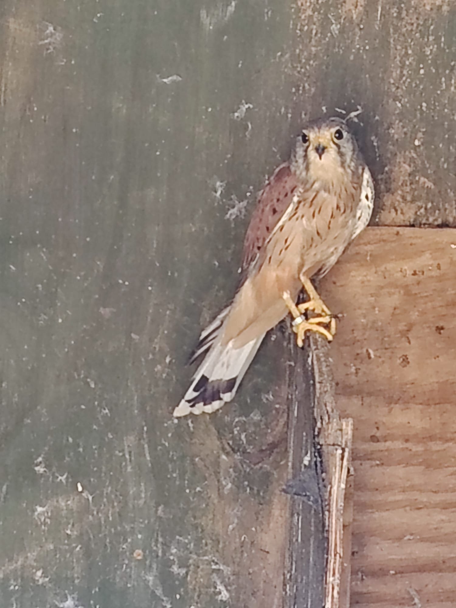 2015 Male Eurasian Kestrel  in {LOCATION}